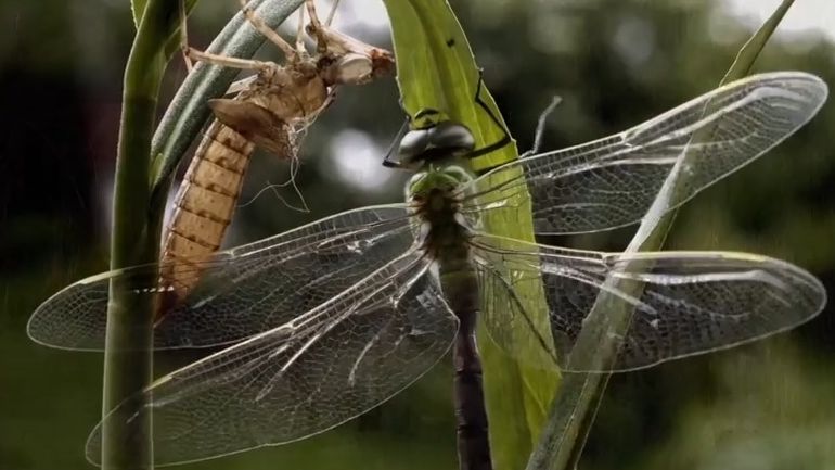 Vážky v ohrožení. Kvůli úbytku mokřadů mizí řada druhů